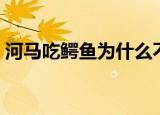 河马吃鳄鱼为什么不敢吃河马（河马吃鳄鱼）