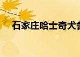 石家庄哈士奇犬舍地址（石家庄哈士奇）