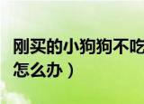 刚买的小狗狗不吃东西怎么办（狗狗不吃东西怎么办）