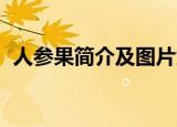 人参果简介及图片大全 真实（人参果简介）