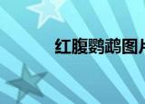 红腹鹦鹉图片（红腹金刚鹦鹉）
