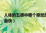 人体的五感中哪个感觉反应最快（人的五感中哪个感觉反应最快）