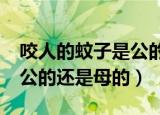 咬人的蚊子是公的还是母的?（咬人的蚊子是公的还是母的）