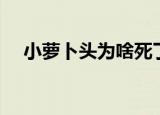 小萝卜头为啥死了（小萝卜头怎么死的）