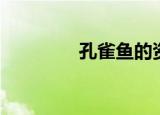 孔雀鱼的资料（鱼的资料）