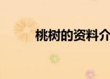 桃树的资料介绍卡（桃树的资料）