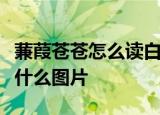 蒹葭苍苍怎么读白露为霜所谓伊人在水一方配什么图片