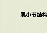 肌小节结构示意图（肌小节）