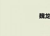 魏龙豪（魏龙）