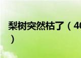 梨树突然枯了（407岁梨树被烧空心仍能结果）