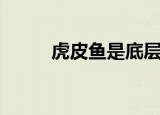 虎皮鱼是底层鱼吗（虎皮丝足鱼）