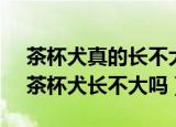 茶杯犬真的长不大吗,茶杯犬到底能长多大（茶杯犬长不大吗）