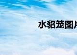 水貂笼图片大全（水貂笼）