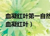 血凝红叶第一自然段是什么描写有什么作用（血凝红叶）