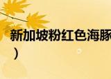 新加坡粉红色海豚是什么（新加坡粉红色海豚）
