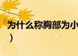 为什么称胸部为小白兔（为什么把胸叫小白兔）