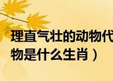 理直气壮的动物代表什么生肖（理直气壮的动物是什么生肖）