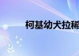 柯基幼犬拉稀怎么办（柯基幼犬）