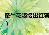 牵牛花嫁接出红薯的视频（牵牛花嫁接出红薯）