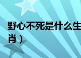 野心不死是什么生肖动物（野心不死是什么生肖）