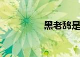 黑老鸹是什么（黑老鸹）