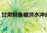 甘肃鲟鱼被洪水冲走（鲟鱼从甘肃流入四川）