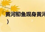 黄河鱽鱼现身黄河口7（黄河鱽鱼现身黄河口）