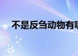 不是反刍动物有哪些（反刍动物有哪些）